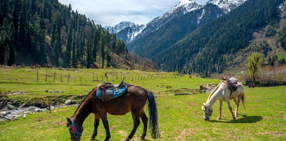 India travel, Horses raised in pahalgam villages in Kashmir, India